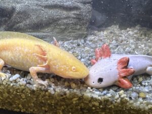 うぱるぱ屋