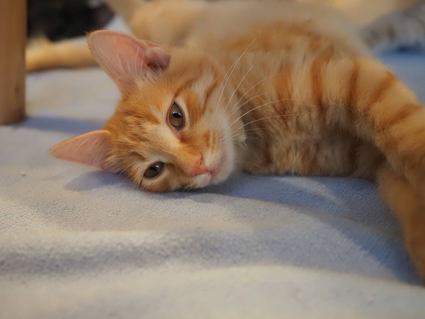 保護猫カフェ ひだまり号のおすすめ写真
