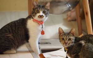 保護猫カフェ ひだまり号