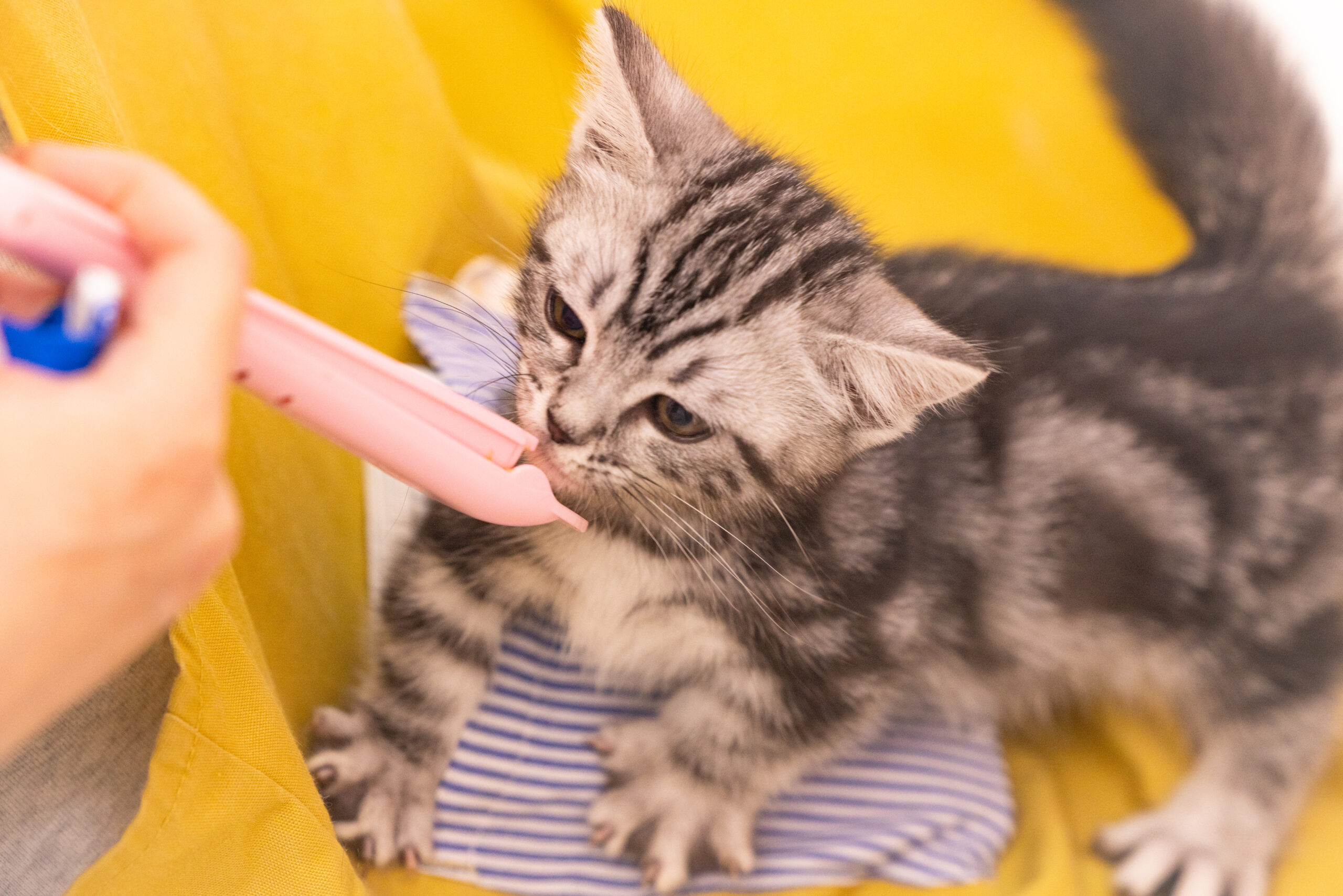 横浜元町・中華街 猫カフェ 猫ちゃんといっしょのおすすめ写真