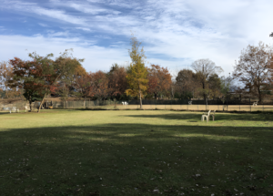 ドッグラン fundogs