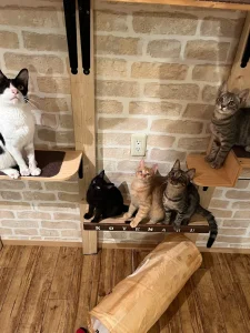 保護猫カフェ こてまる