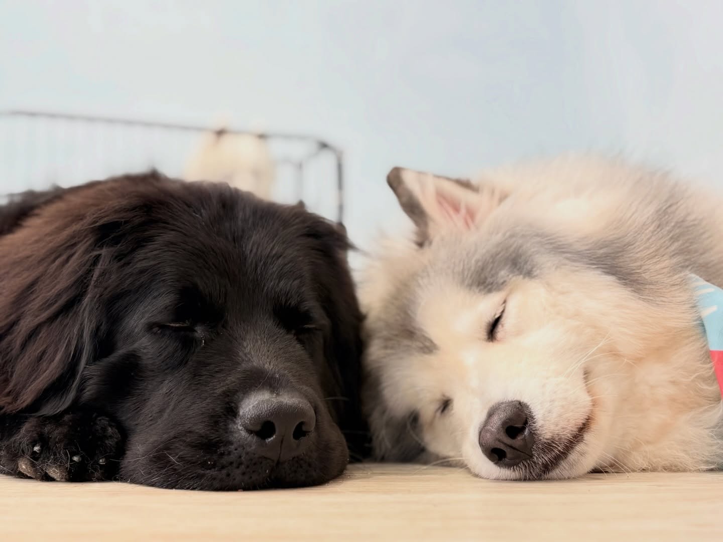 大型犬カフェ MOFFYLANDのおすすめ写真