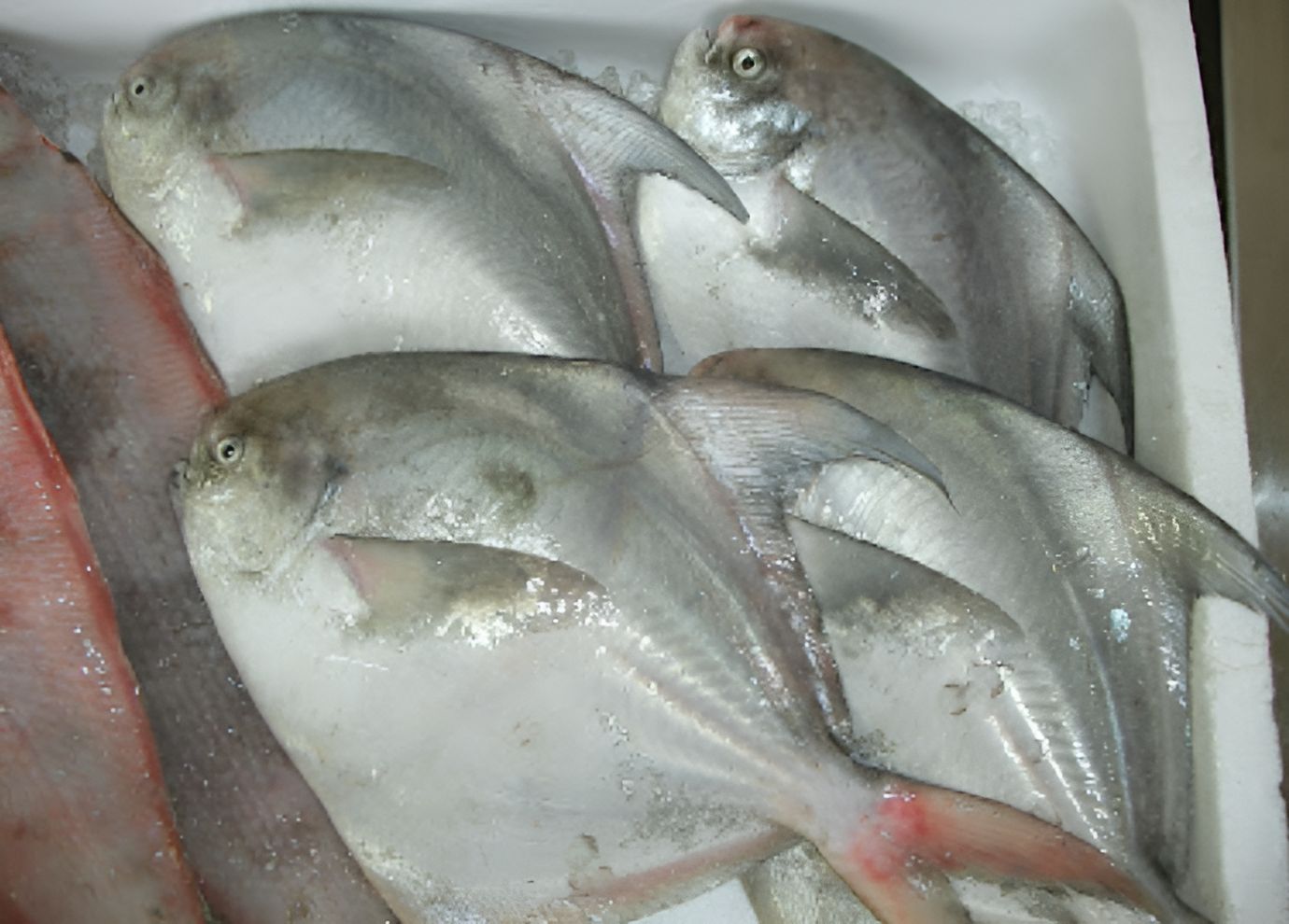 岸本鮮魚店のおすすめ写真