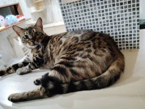 保護猫カフェ ふるふる