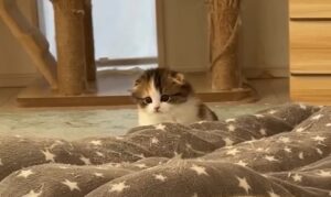 Mペット