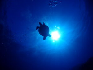 scuba diving mahalo