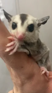 アニマルタッチ
